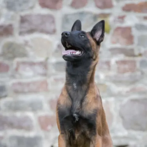 chien serrurier